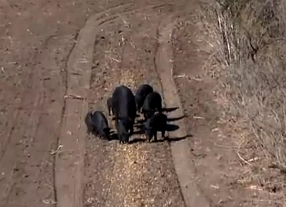 Wild Hogs Hunted with an Air Rifle Pellet Gun [VIDEO]
