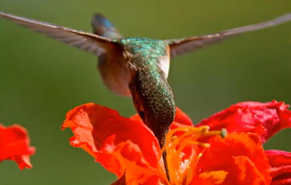Hummingbirds Attracted to Hummingbird Vine [VIDEO]