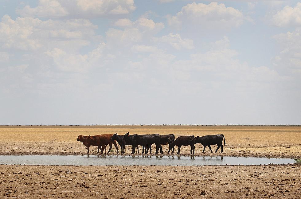 Tech Researcher Says Ranchers Should Plan Ahead to Save Drought-Stricken Range Land