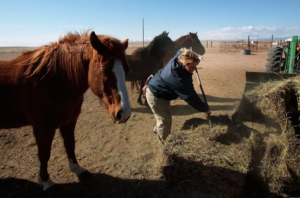 ASPCA "Hay-Bale Out" Gives Relief to Some Horse Owners in Texas and Oklahoma
