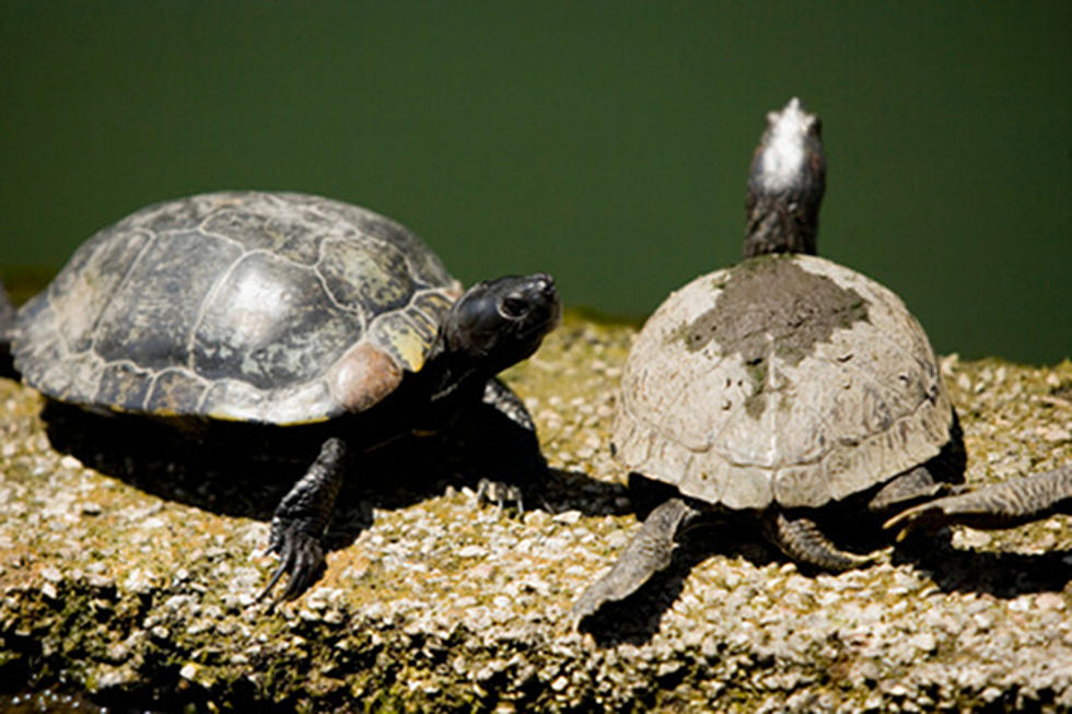 Turtles Make a Break for Freedom from Georgia Farm