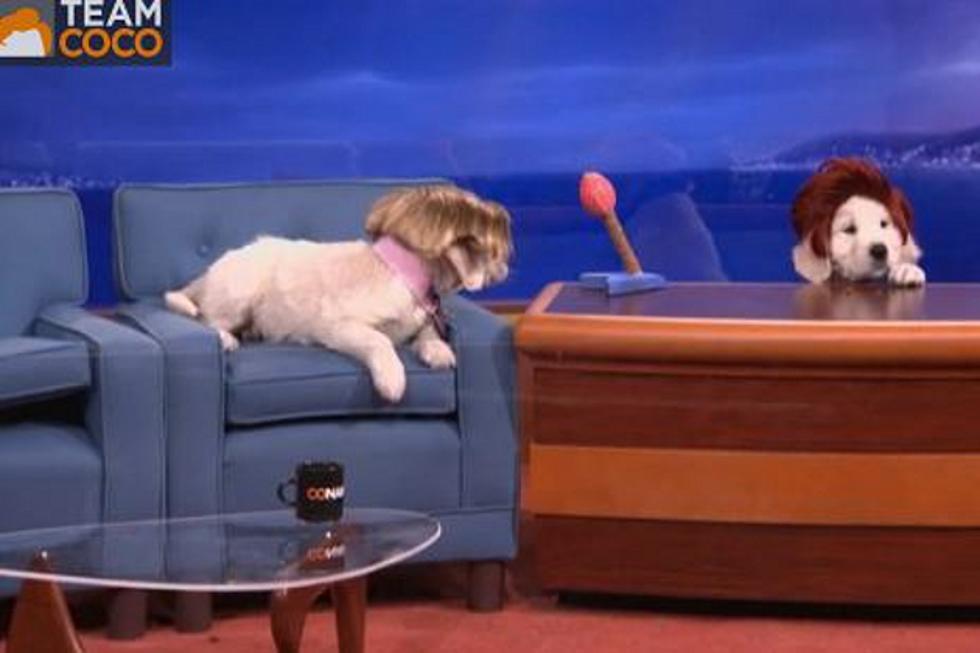 Is ‘Puppy Conan’ the Next Late Night Sensation?