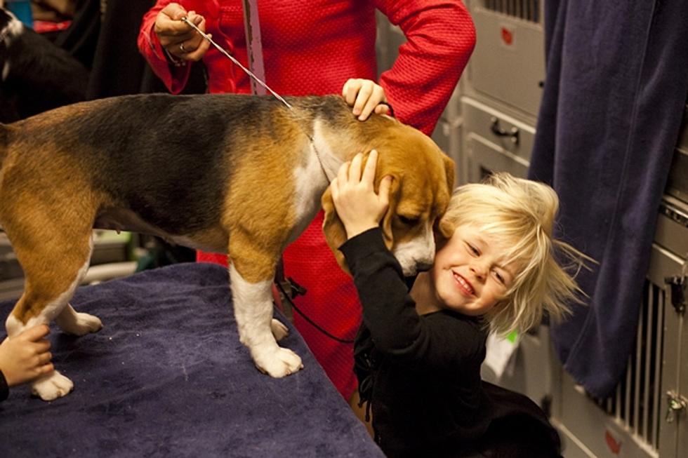 Who Won the 2012 Westminster Dog Show?