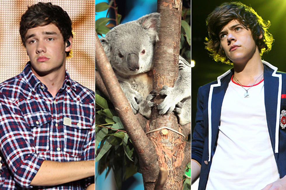 One Direction’s Harry Styles + Liam Payne Fear They May Have Koala Chlamydia