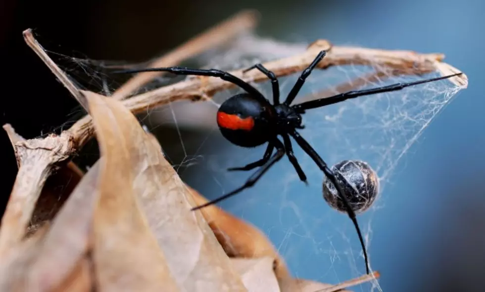 What are Wyoming&#8217;s Most Venomous Spiders?
