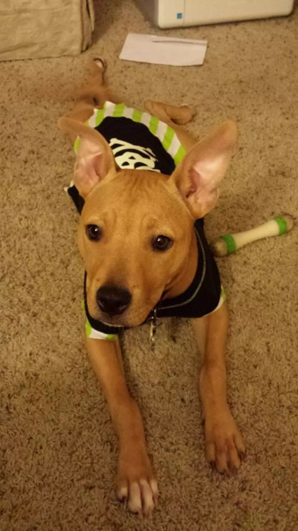 Dog Halloween Costumes, Totally Lame or Totally Adorable?