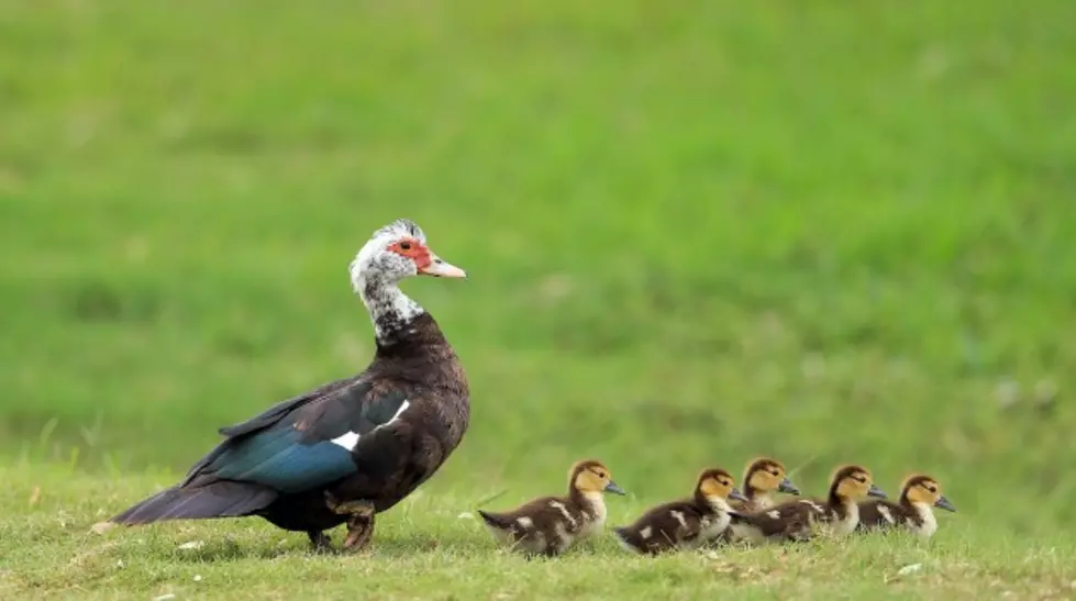 Where Did The Term &#8220;Get Your Ducks In A Row&#8221; Originate? [Poll]