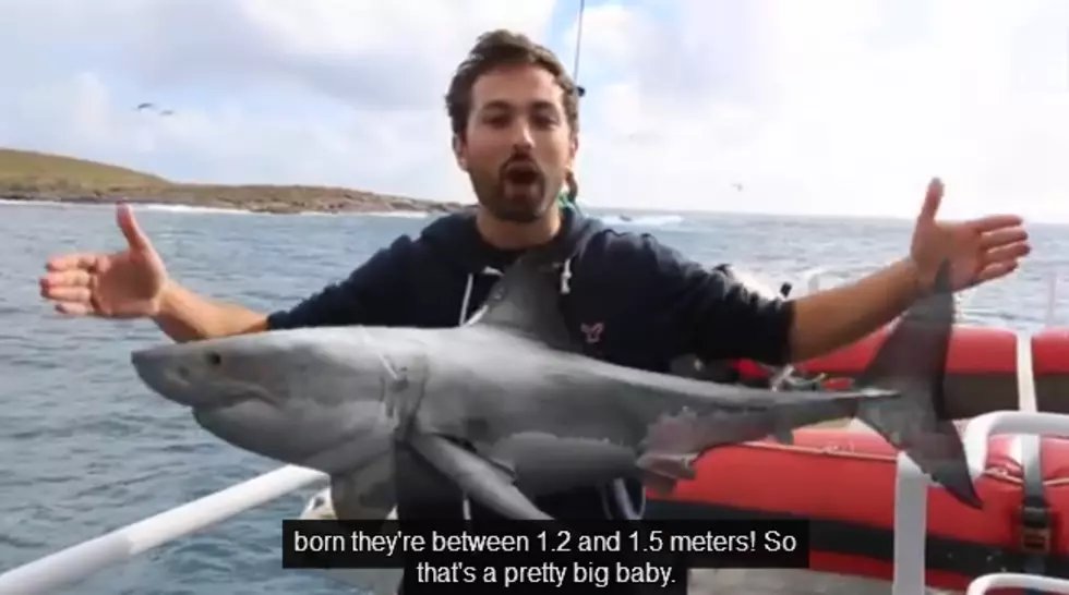 10 Awesome Great White Shark Facts Because it&#8217;s SHARK WEEK! [VIDEO]