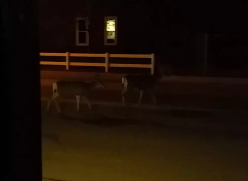 Wyoming Deer In The City Limits [VIDEO]