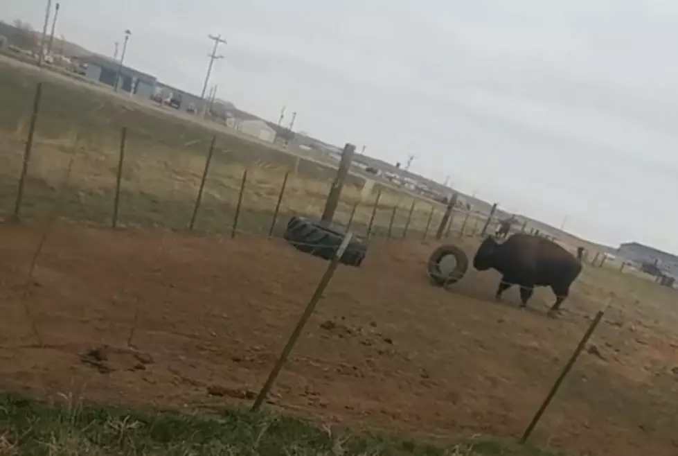 Wyoming Buffalo Has Fun With Tires [VIDEO]