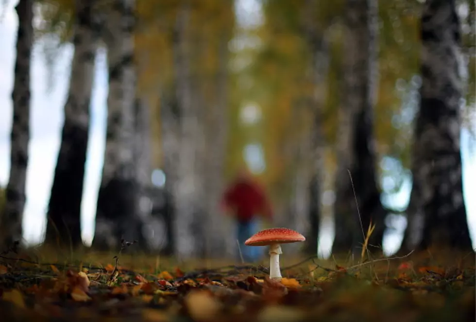 Morel Mushroom Pickers in Wyoming Beware of These Mushrooms