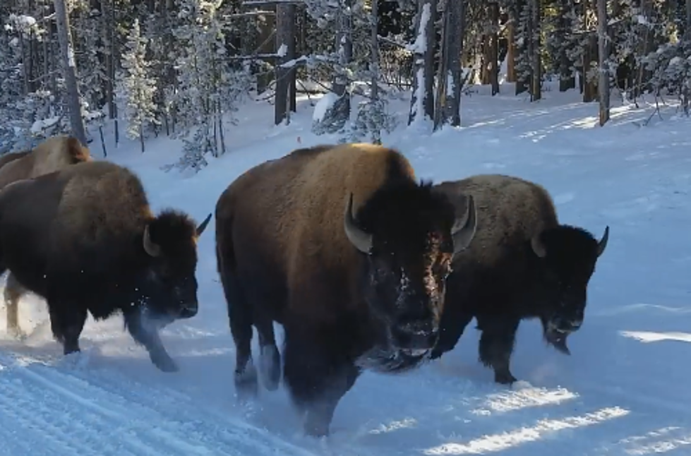 Magnificent Video of Bison Stampeding At Yellowstone On New Years