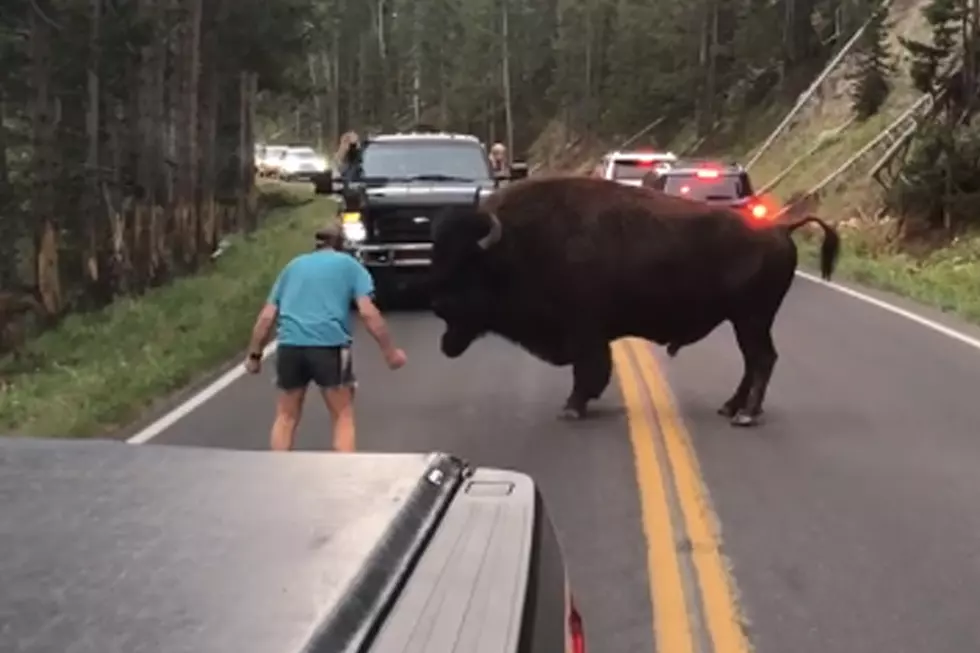 WATCH: Man Caught On Video 'Taunting' Bison In Yellowstone