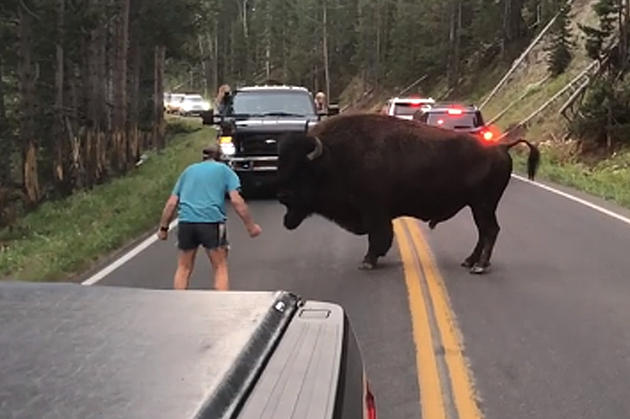 WATCH: Man Caught On Video &#8216;Taunting&#8217; Bison In Yellowstone National Park