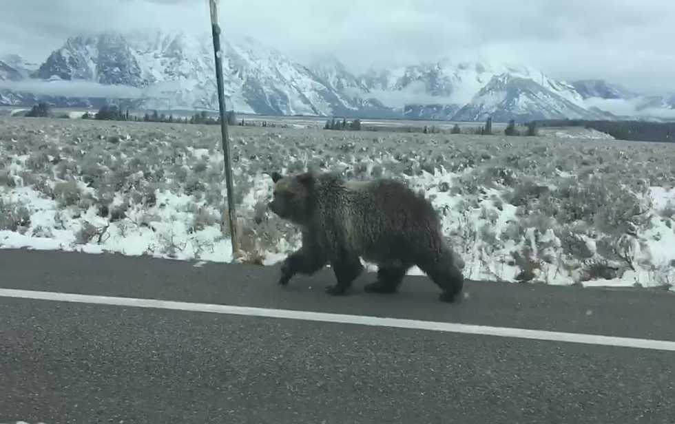 Three ‘Not-So-Little’ Bears Spotted Near Jackson [VIDEO]