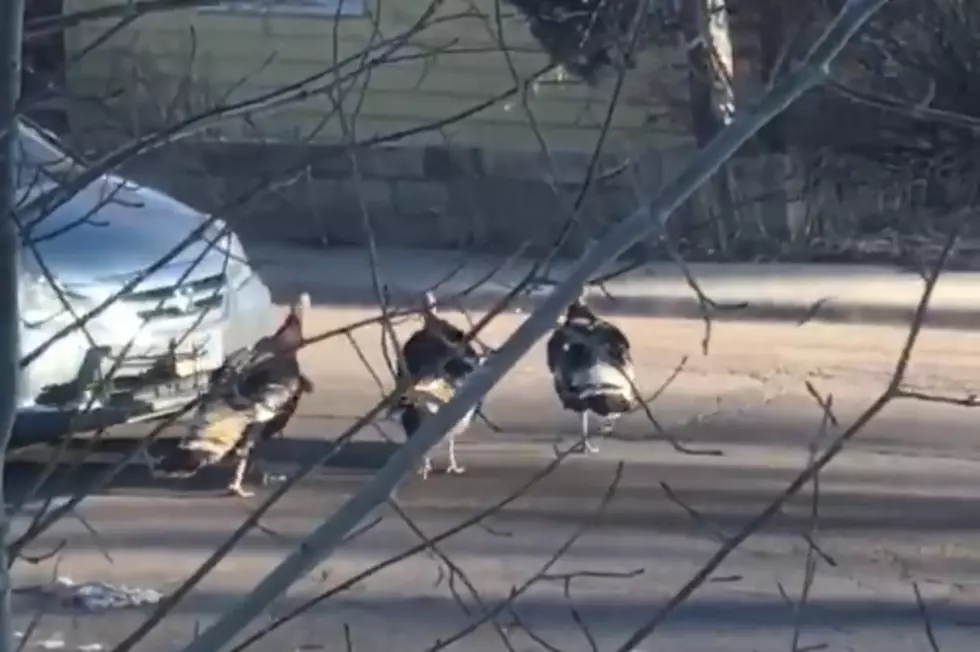 &#8216;Gobbles Gang&#8217; Terrorizes Local Motorists [VIDEO]