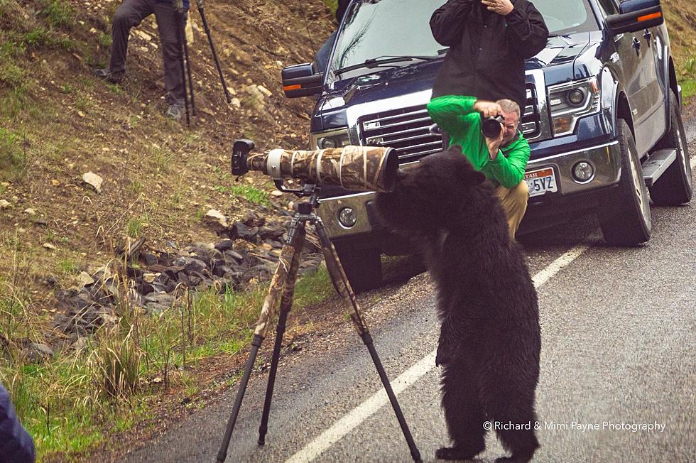 Bear In Yellowstone Was A Little Too Ready For His Closeup [PHOTOS]