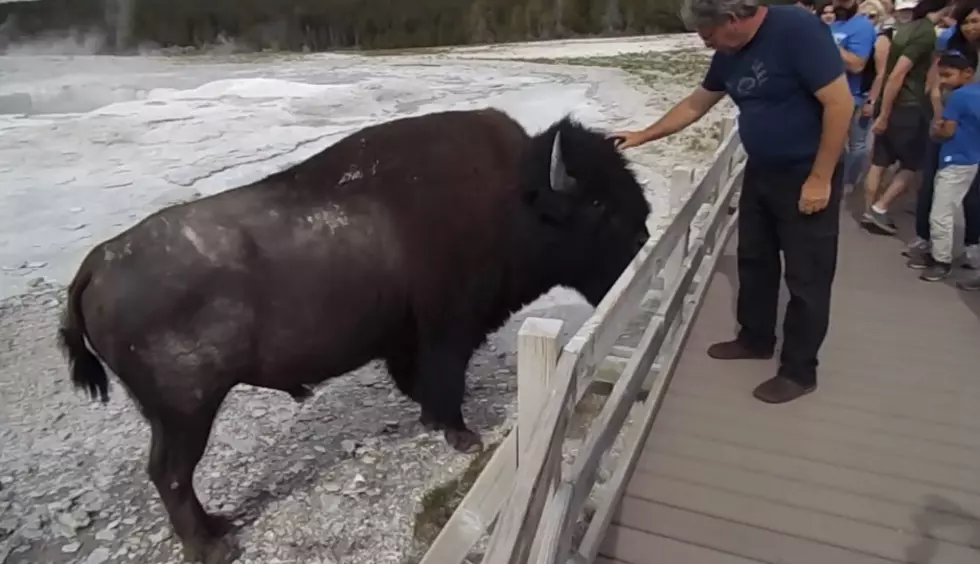 Touron Alert: Man Pets Bison at Yellowstone [VIDEO]