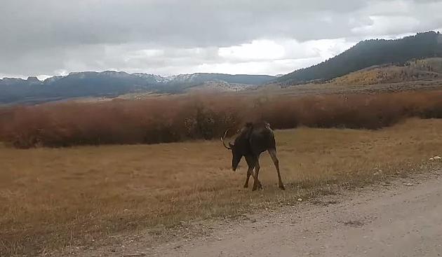 WATCH: Aggressive Bull Moose Moved After Charging Citizens In Pinedale