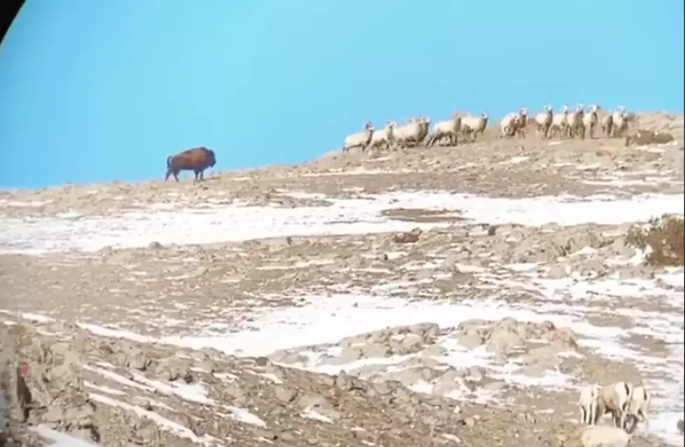 WATCH: Bison Chases A &#8216;Flock&#8217; of Bighorn Sheep Outside Jackson Hole