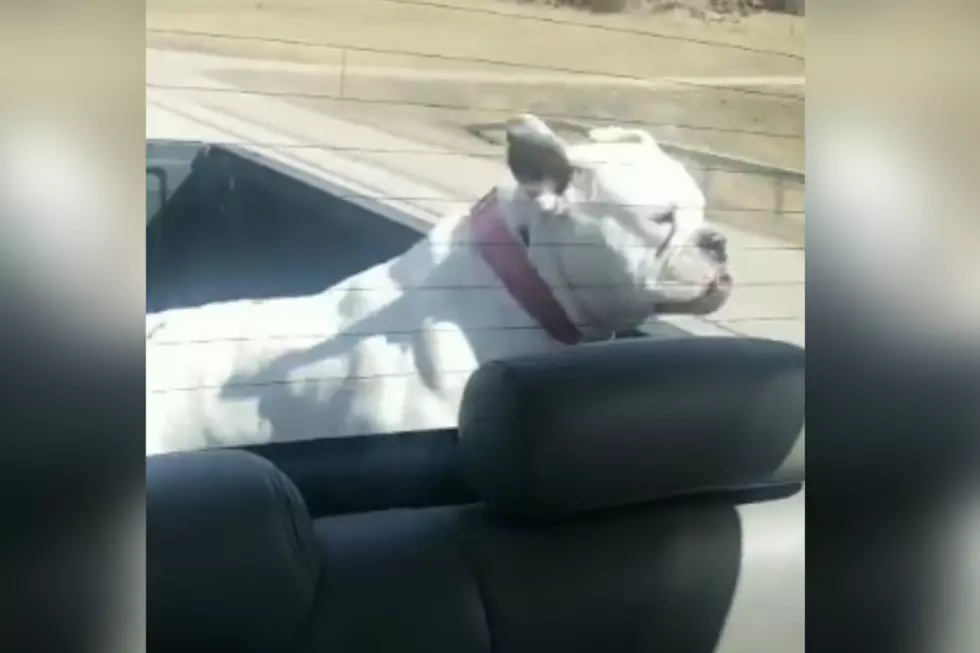 WATCH: Casper Dog ‘Eats’ Cars On The Way To The Lake
