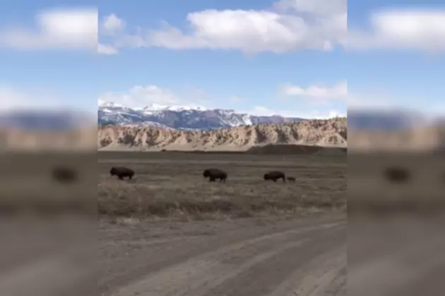 WATCH: Baby Bison Run With Herd In Meeteetse