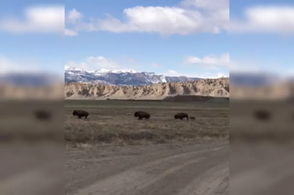 WATCH: Baby Bison Run With Herd In Meeteetse