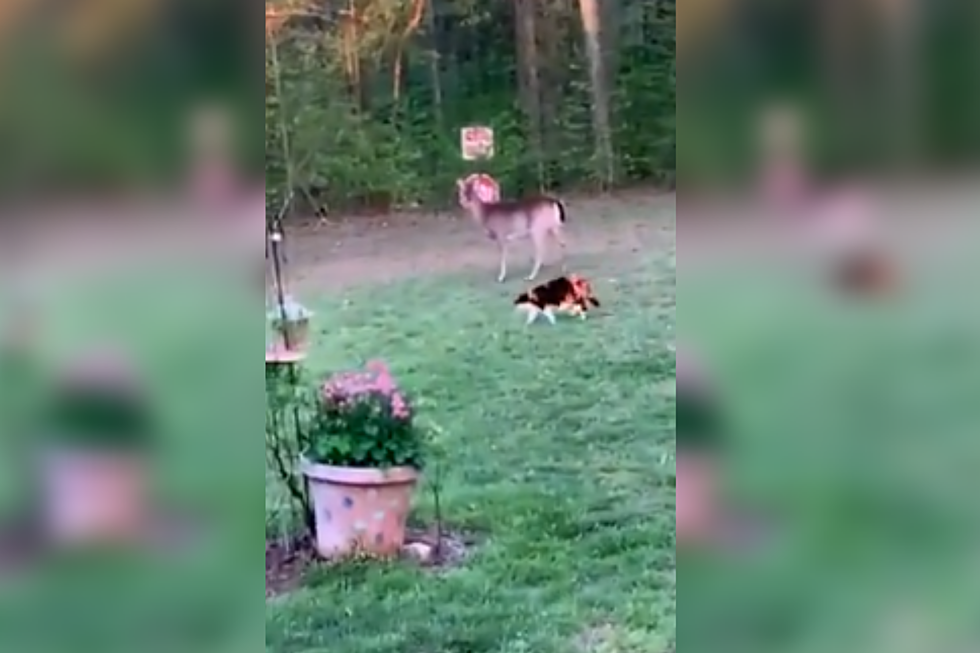 WATCH: Courageous Cat Takes On Deer&#8230; And Wins!