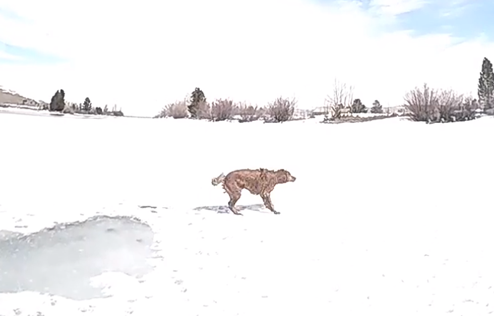 WATCH: Dog Rescued From Frozen Lake In Pinedale