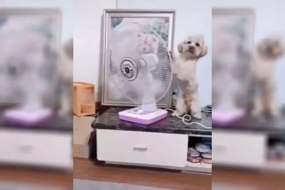 WATCH: Cute Little Dog Adjusts Fan For Comfort