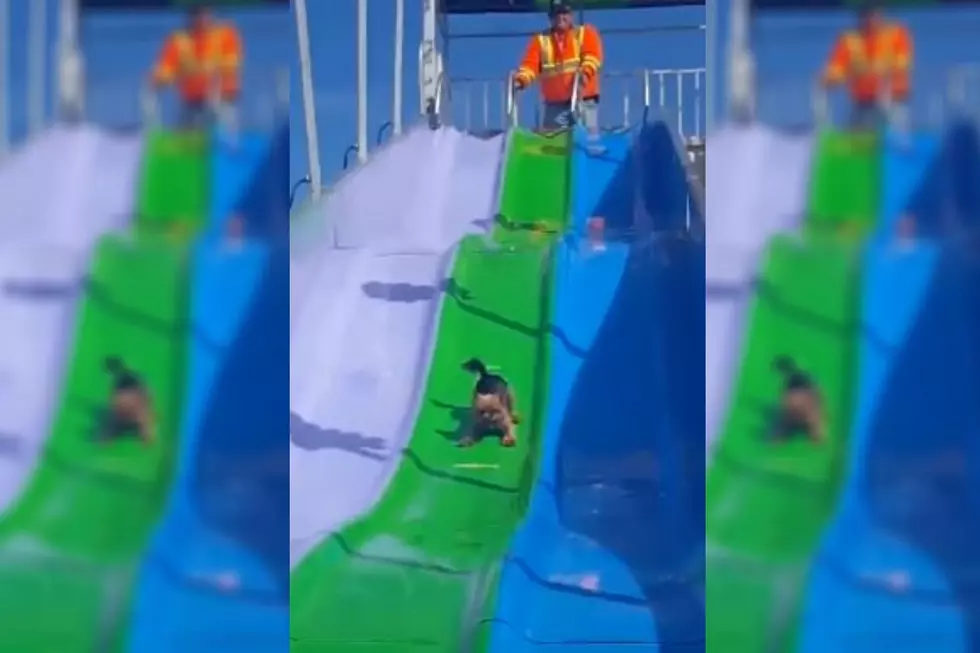 WATCH: Little Dog Loves Going Down The Slide At Amusement Park