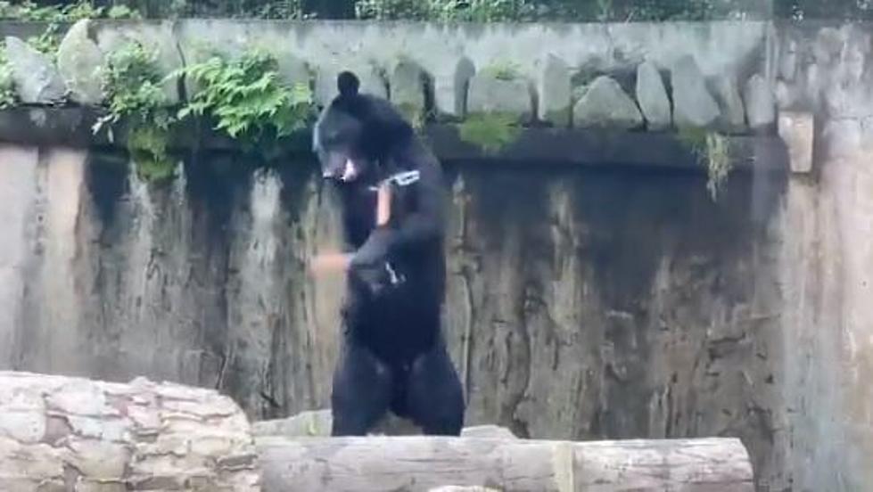 WATCH: Black Bear Shows Off Ninja Skills With Nunchucks