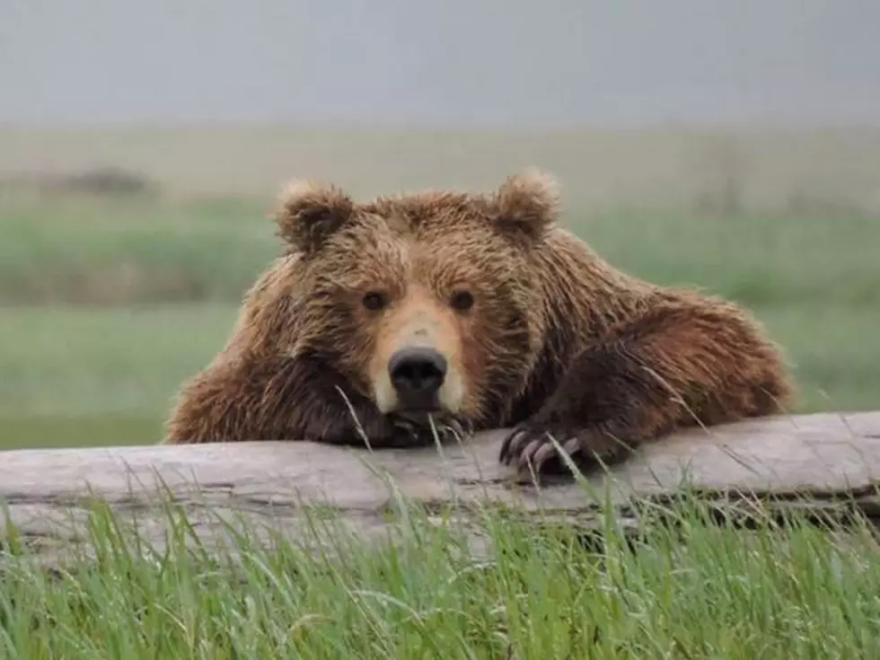 National Park Service Shares Hilarious, But On Point ‘Bear Safety Tips’