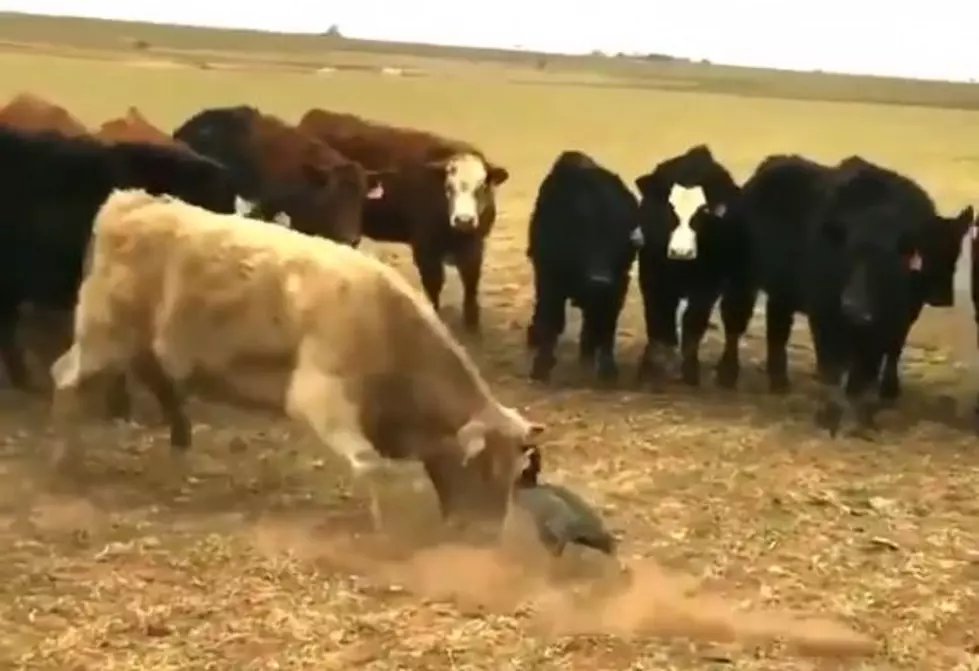WATCH: Brave Goose Battles Multiple Cows And Wins