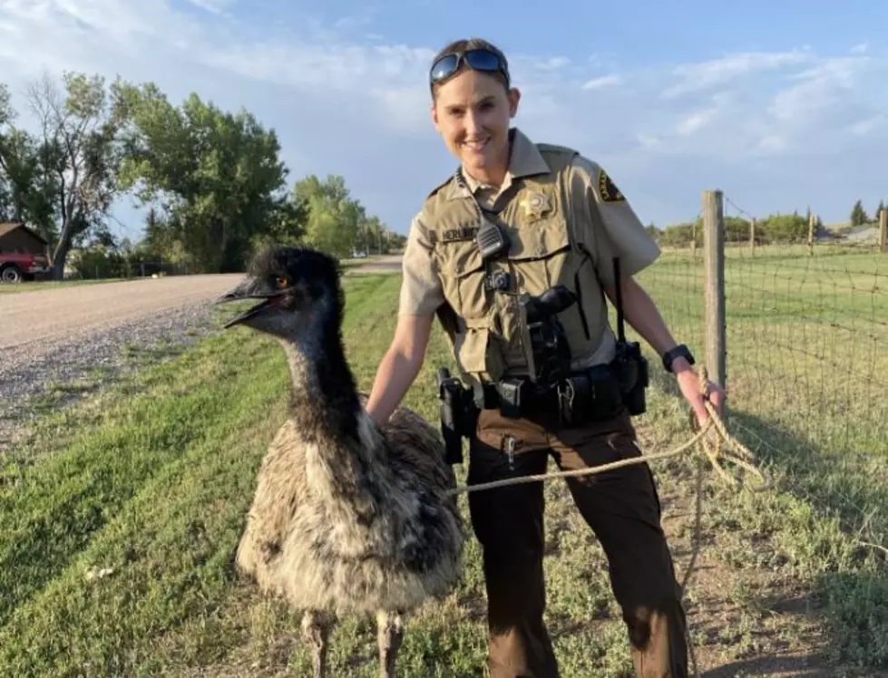 Laramie County Deputy Catches Loose Emu & Returns It Home Safely