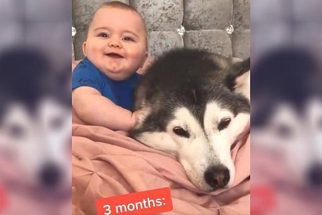 This Dog Interacting With A Baby Is The Definition of Adorable