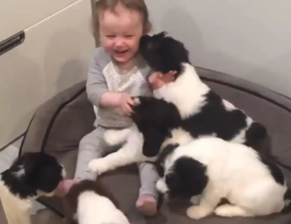 These Puppies Making This Baby Laugh Is Everything Right With The World