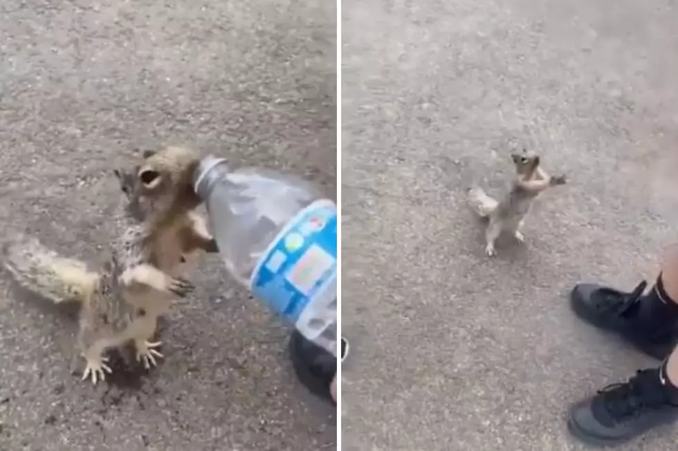 WATCH: This Friendly Squirrel Drinking From A Water Bottle Is Just the Cutest