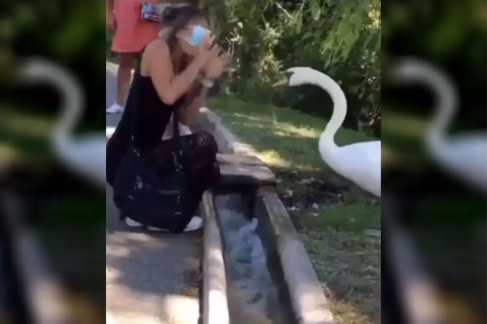 WATCH: Swan Attacks 'Karen' For Not Wearing Face Mask Correctly