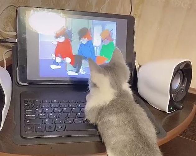 Kitten Watching &#8216;Tom &#038; Jerry&#8217; Cartoons Is The Cutest Thing Ever