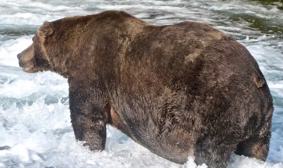 National Park Service Crowns 2020 ‘Fat Bear Week’ Champion