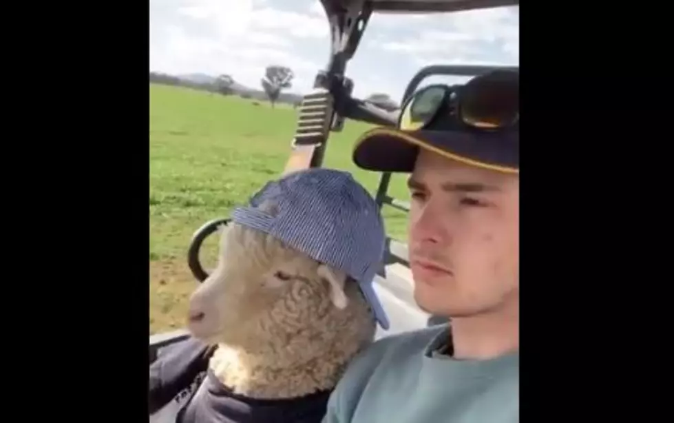 Check Out This Sheep Driving A Golf Cart, Because 2020