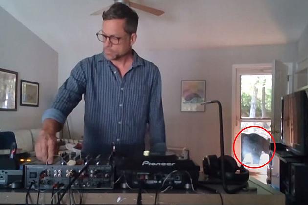 Watch A Wild Bear Interrupt A Live Stream DJ Set At Home