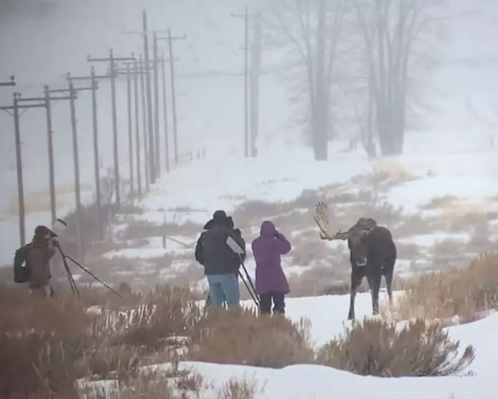 WATCH: These Tourons Risk Life & Limb To Take Pictures At The Grand Tetons