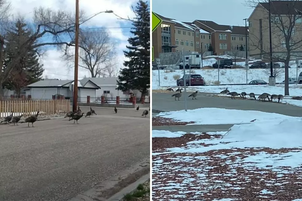 BREAKING: Herd Of Turkey Attack Motorist In Casper Wyoming