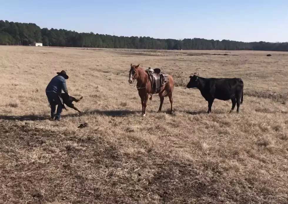 WATCH: Horse Protects Rancher From Cow While Tagging Calf