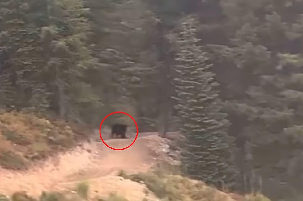 WATCH: Black Bear Chases Mountain Biker Through Trail in Montana