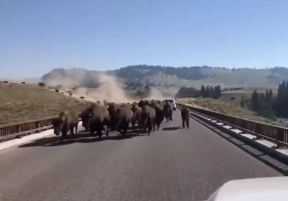 Bison Stampede Causes Traffic to Halt at Yellowstone National Park
