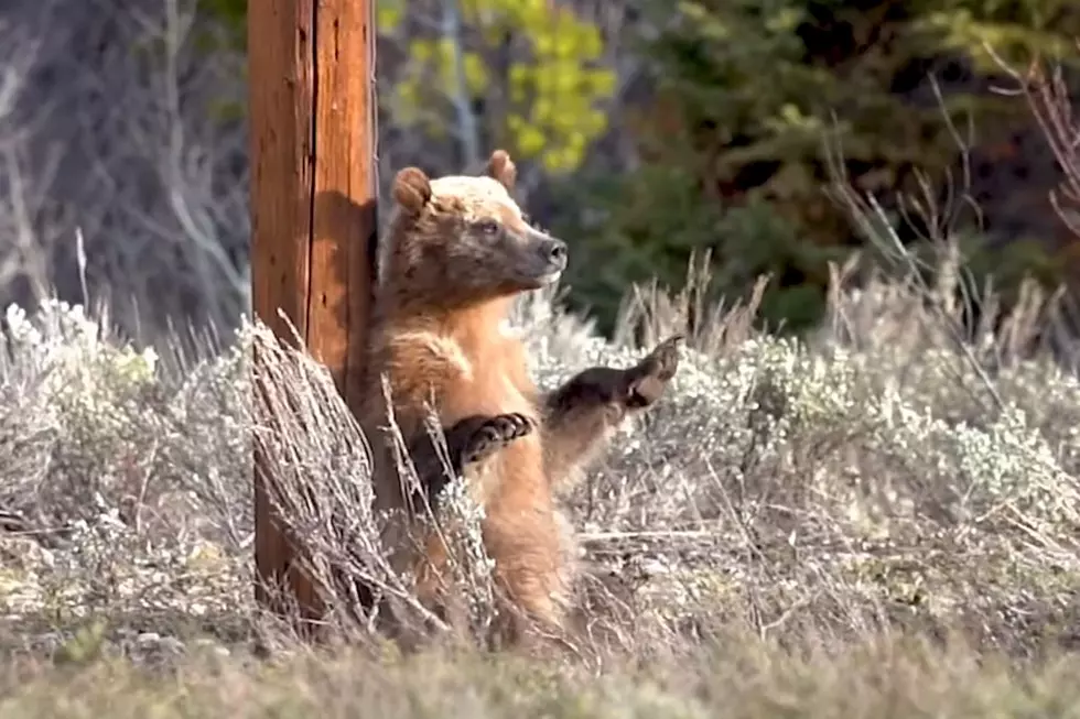 'Pole Dancing' Bear Cubs in the Grand Tetons