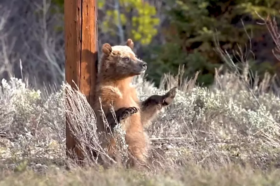 'Pole Dancing' Bear Cubs Is the Cutest Video You'll See Today